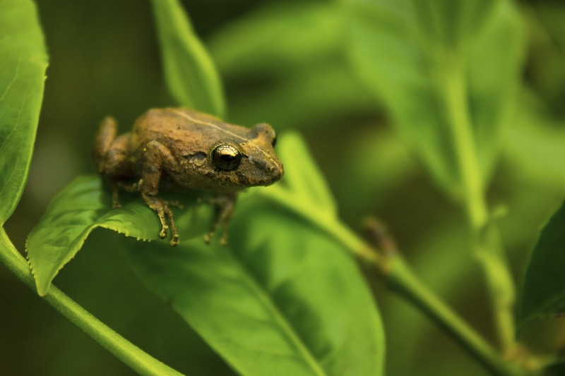 leaf, tea  leaf, green Color, leaf  frog, 5K, amphibian, close  up, plant, close-up, green leaf, green, macro, brown, animal, frog, wildlife, brown frog