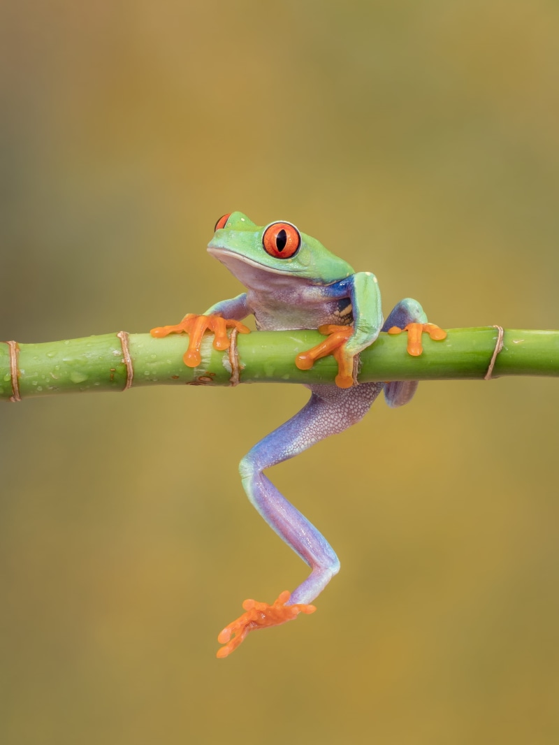 nature, tropical Rainforest, frog, flash, F2.8, tree Frog, MFT, stick, studio, M1, close-up, captive, Red eyed tree frog, Bournemouth, green, bamboo, 60mm