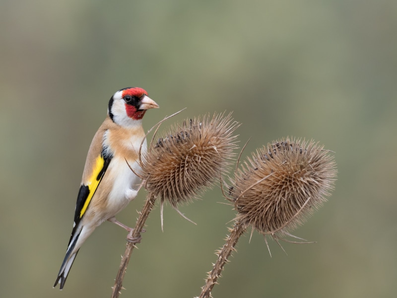 red bird, yellow, red, black, John Stanton, Olympus  OMD EM1, plant, MKII, Wood, nature, animals In The Wild, Goldfinch, teasel, Photography, pro  E, animal