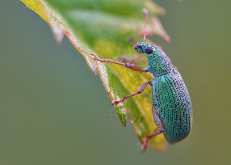 insect, deutschland, pink, animal, makro, nature, natur, zuiko, Unknown, yellow  sun, europe, 2K, 60mm, colour  green, macro, today, yellow, close-up