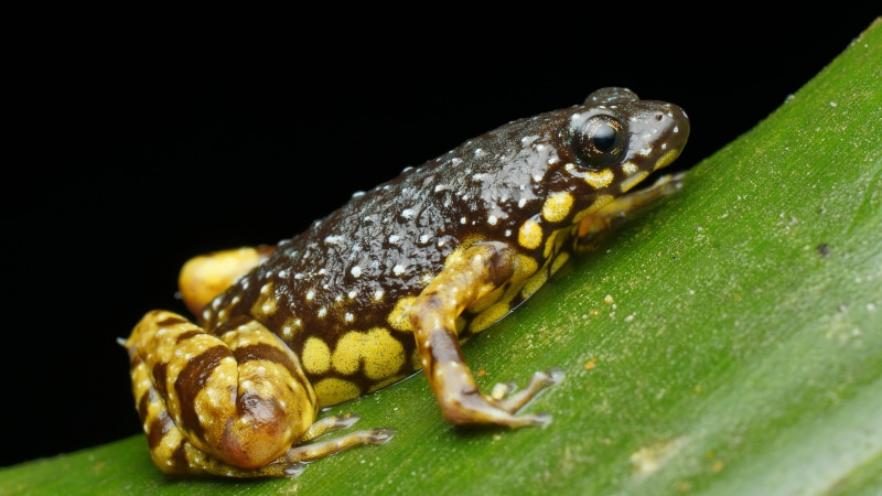 5K, green, frog, nature, brown, amphibian, plant, saffron, animal, wildlife, close-up, macro