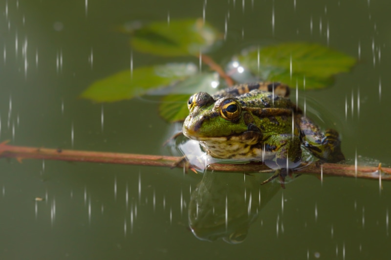 Sigma, closeup, A77, standing, rana, animals, wildlife, green Color, pond, 4K, Sony, green frog, nature, animal, closeup photography, amphibian, water