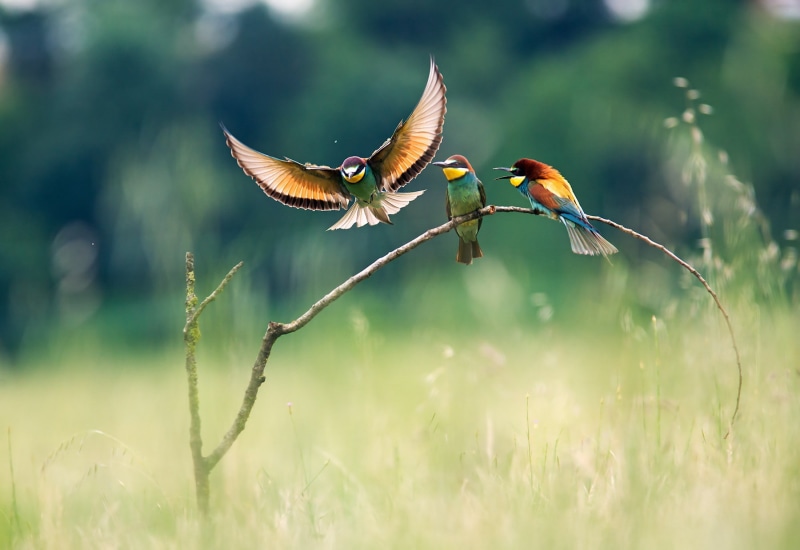 flying, nature, animals, landscape, colorful birds, branch, eaters, colorful, birds, 720P, bokeh, bee-eaters, bee