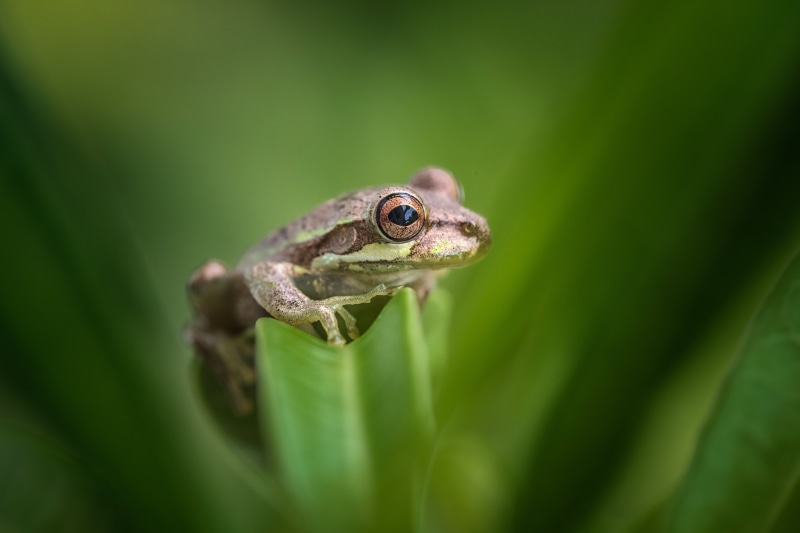 closeup, Florida, animal, leaf, green Color, macro, close-up, green, brown frog, FL, amphibian, 5K, wildlife, frog, nature, Acres, macrophotography, brown