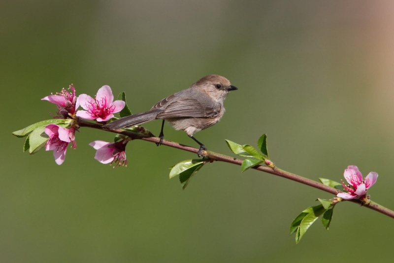 tree, animal, flowering, animals, bird, 1080P, branch