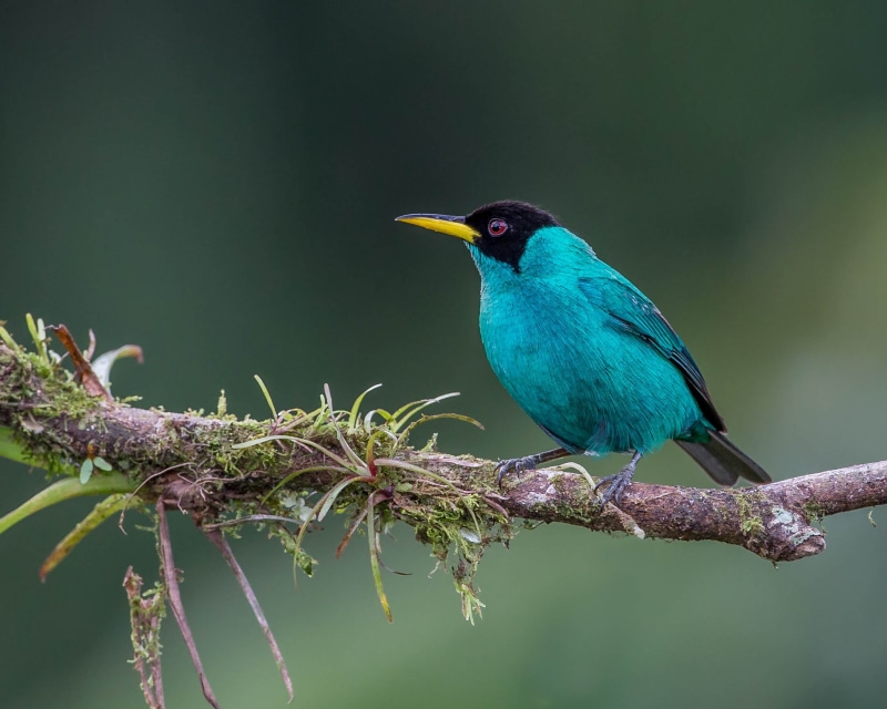 perching, daytime, Lens, wildlife, Green Honeycreeper, blue, Nature, 1080P, Andy, green bird, green, honeycreeper, animal, animals In The Wild, bird, Costa Rica