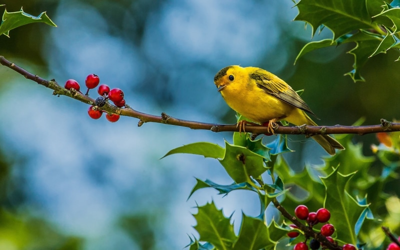 nature, plant, birds, no people, plants, fruit, plant part, perching, ripe, finches, branch, animals, 1080P, animal themes, day, vertebrate, healthy eating
