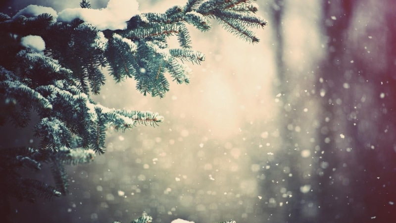 coniferous tree, light, forest, snow, no people, christmas tree, branch, 1080P, tranquility, cold temperature, tree, nature, land, christmas day, spruce