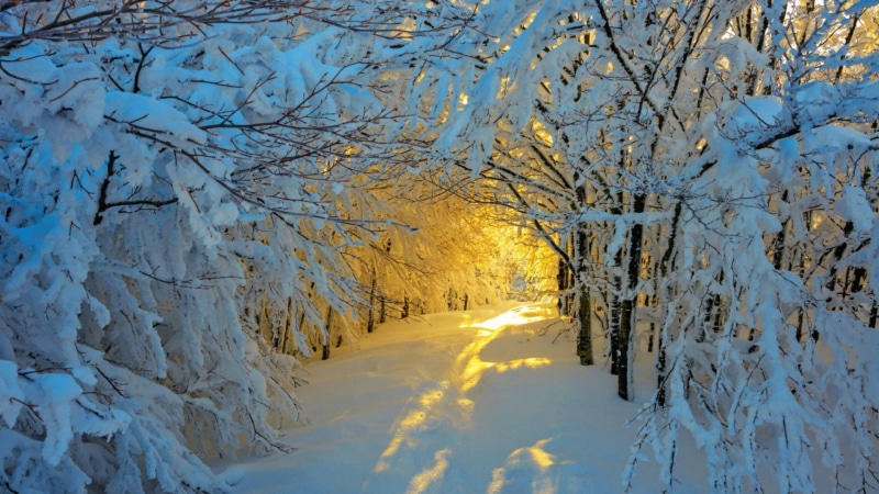 woodland, nature, landscape, snowy, sky, sunlight, snow, path, photography, winter, branch, 1080P, tree, light, nature photography, forest