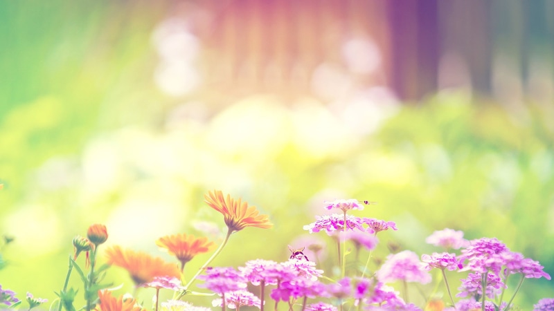 softness, leaf, outdoors, colorful, fragility, pollen, pattern, yellow, color, day, nature, beauty in nature, close-up, inflorescence, flower head, flora
