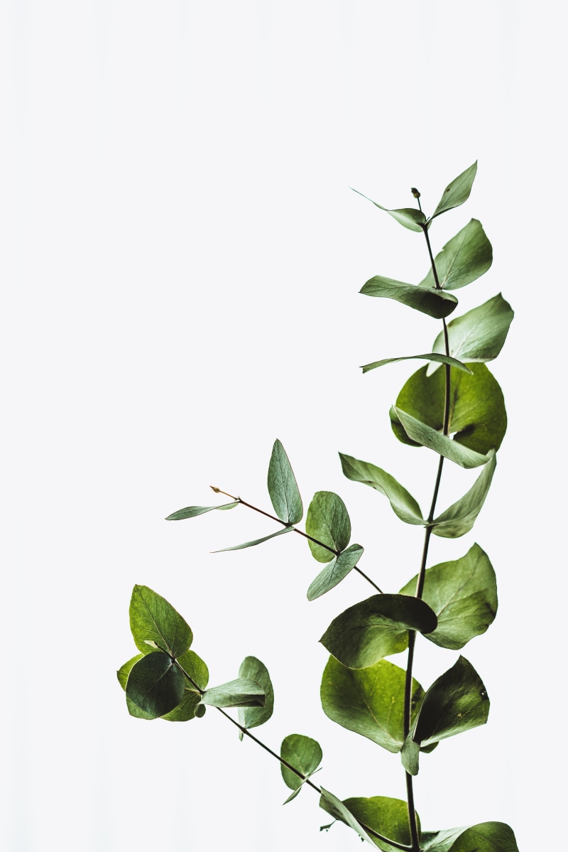no People, plant, leaf, exploe, leafe, environment, white, green, branch, backgrounds, decoration, freshness, tree, botany, close-up, greenery, summer