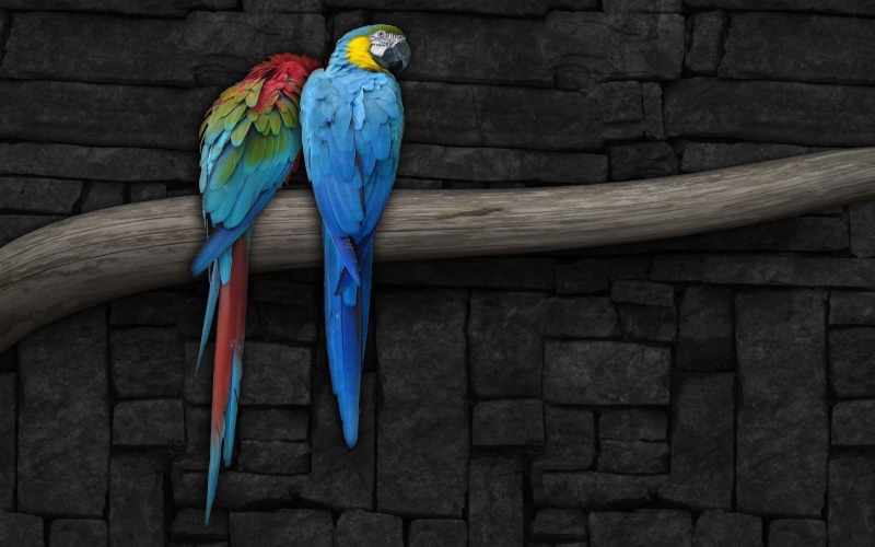 couple, love, 1080P, birds, parrot, colors, bird, animals, parrots, macaw