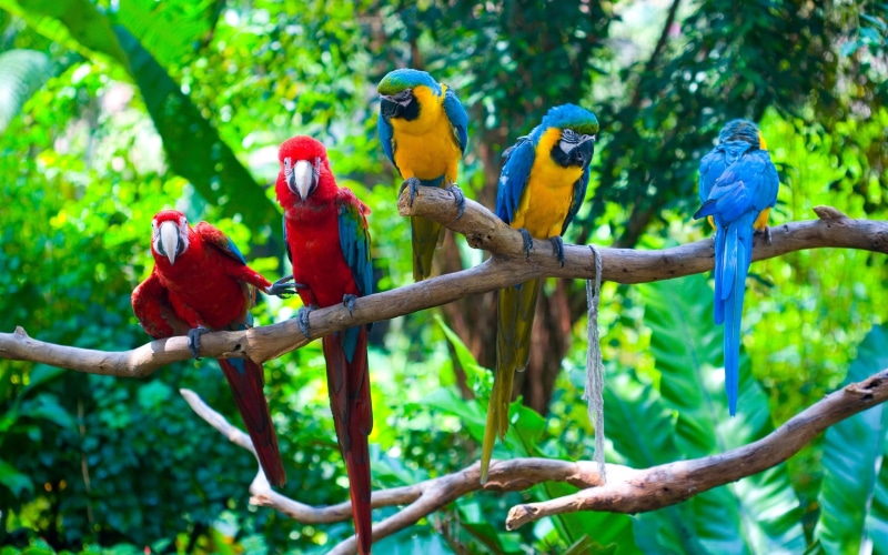 Branches, Birds, Five, 2K, Parrots, close