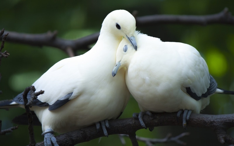 Couple, Two, Pigeons, 1080P, Birds