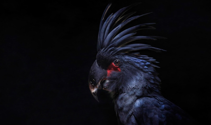 animals in the wild, beauty in nature, 1080P, close-up, animal body part, black background, indoors, animals, vertebrate, bird, black color, animal head