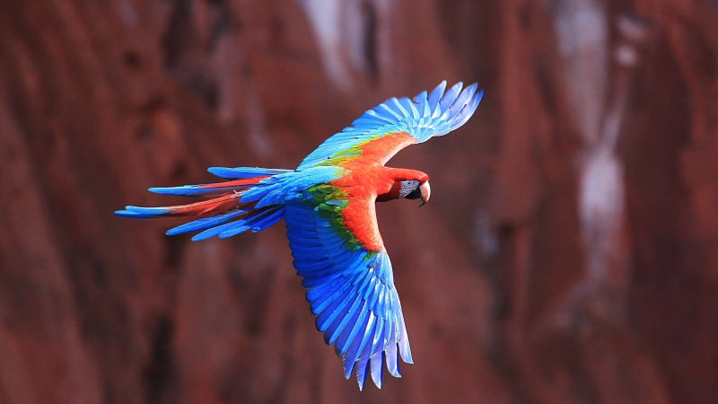 flying, rainforest, animal wildlife, blue, mid-air, animal body part, birds, bird, red, 4K, animal, multi colored, spread wings, feather, macaw, nature
