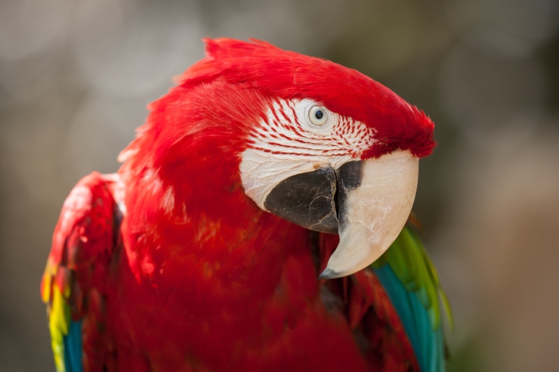 bird, parrot, Ara, 4K