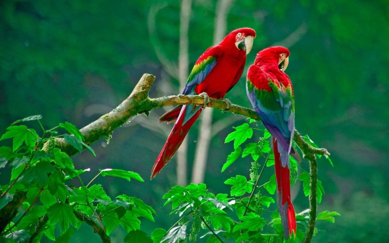 1080P, birds, macaw, lovely, parrots