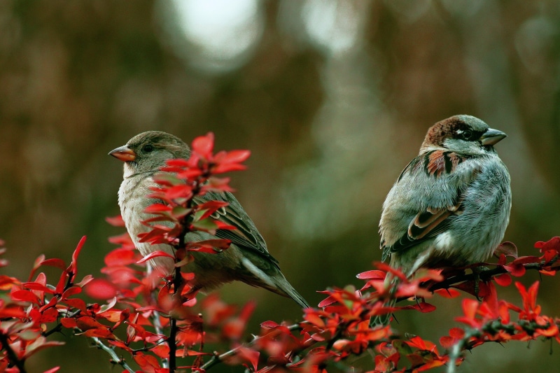 branch, Birds, color, couple, 1080P