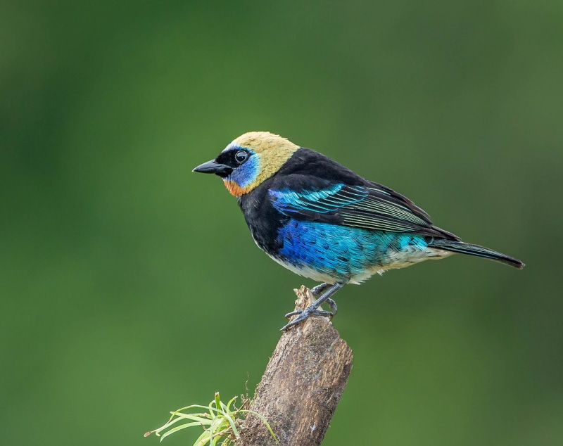 wildlife, Golden-hooded Tanager, short, photography, and yellow, blue, beak, bird, 1080P, black, yellow, black, Lens, tanager, Andy, Costa Rica, Nature