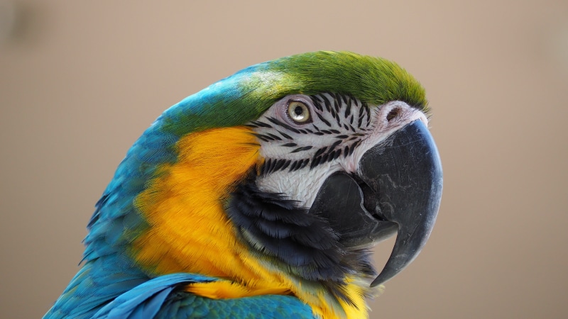 animal wildlife, outdoor, parrot, yellow, animal head, no people, outdoors, colorful, bird, 4K, animal themes, animals in the wild, gold, portrait, gold and blue macaw