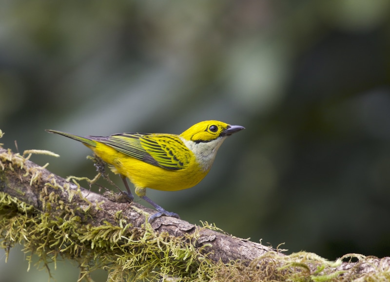 Silver-throated Tanager, Instagram, Tangara icterocephala, photo, shallow focus, bird, focus, Costa Rica, animals In The Wild, Journeys, branch, beak, tangara
