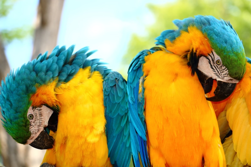 green, Parrot, Bird, World, macaw, yellow, multi Colored, Double Vision, Animals, yellow,blue, tropical Climate, wildlife, nature, Parrots, animal, pets
