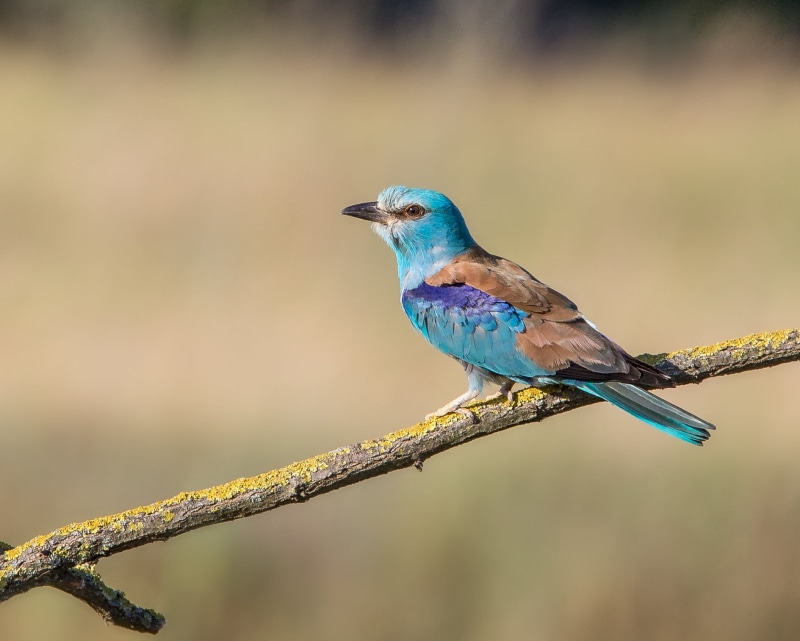 wildlife, bird, beak, outdoors, 720P, branch, animal, animals In The Wild, brown, blue, nature, brown bird