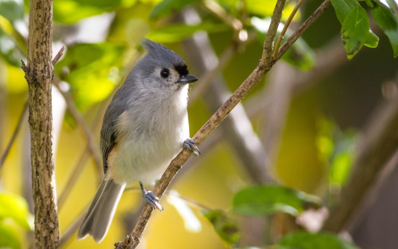 tree, bird, 1080P, nature, beak, titmouse, white, animal, tufted, blue, branch, wildlife