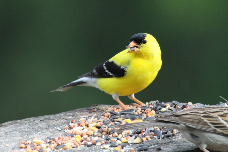 closeup, black bird, photography, North Carolina, Goldfinch, nature, yellow, wildlife, animal, 5K, beak, closeup photography, bird, black, Richmond County
