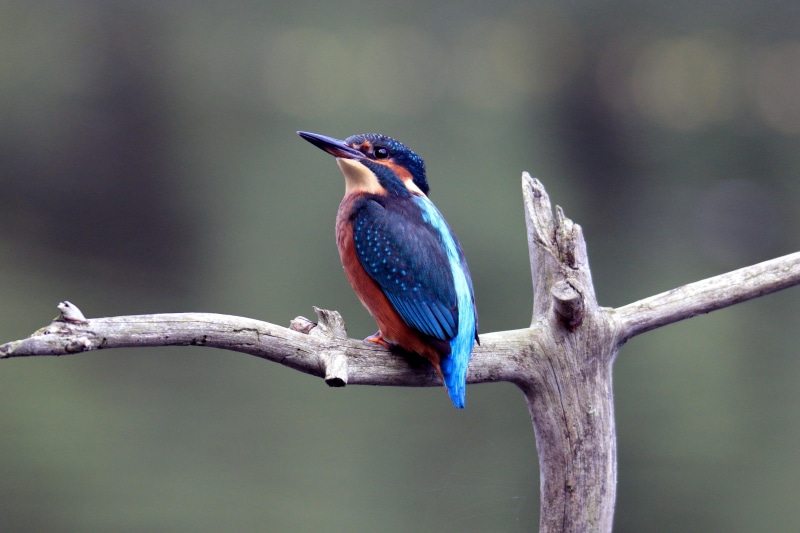 blue, wildlife, branch, British wildlife, blue and red, gray, photo, beak, red, bird, bird Watching, nature, animals In The Wild, european, kingfisher