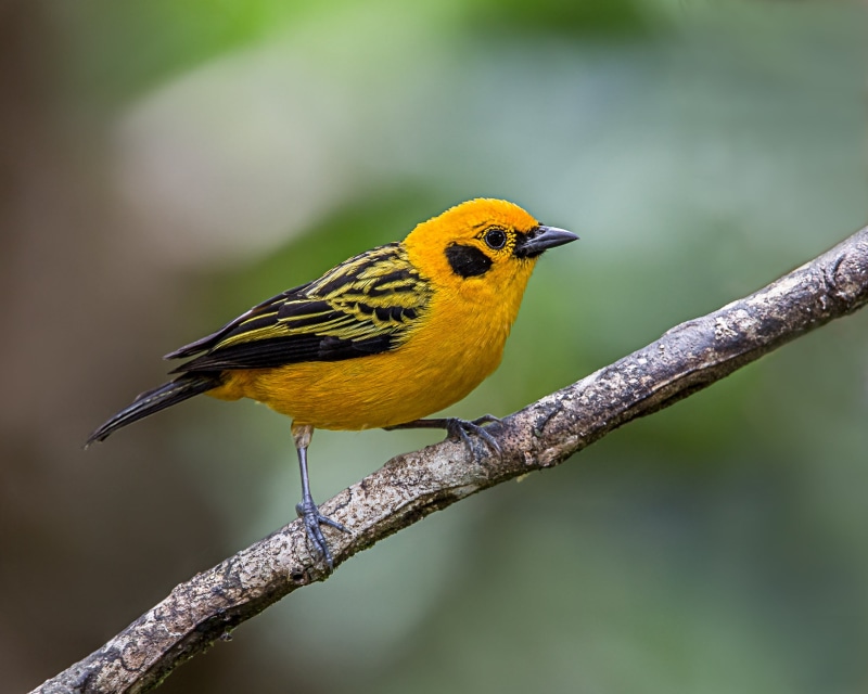 outdoors, black, black bird, 2K, wildlife, beak, nature, tanager, shallow, Lens, photo, bird Watching, perching, bird, branch, yellow, Golden Tanager