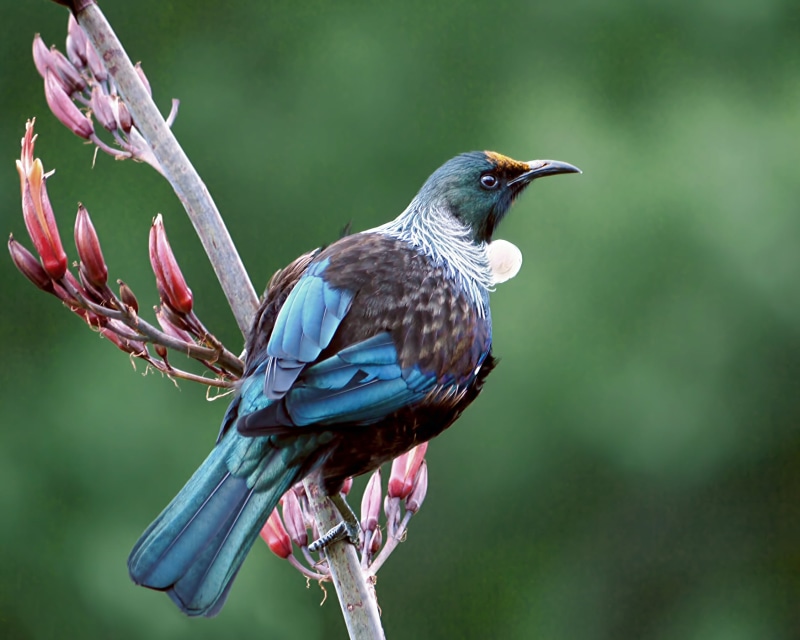 Tūī, flax, mosdell, nature, bird, Prosthemadera novaeseelandiae, animal, honeyeater, endemic, meliphagidae, blue, tui, 1080P, New Zealand, black bird