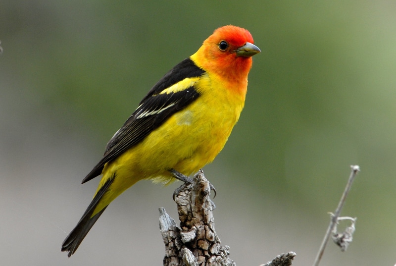 animal, orange, yellow, shallow, wildlife, 1080P, black, photography, nature, bird, focus, animals In The Wild