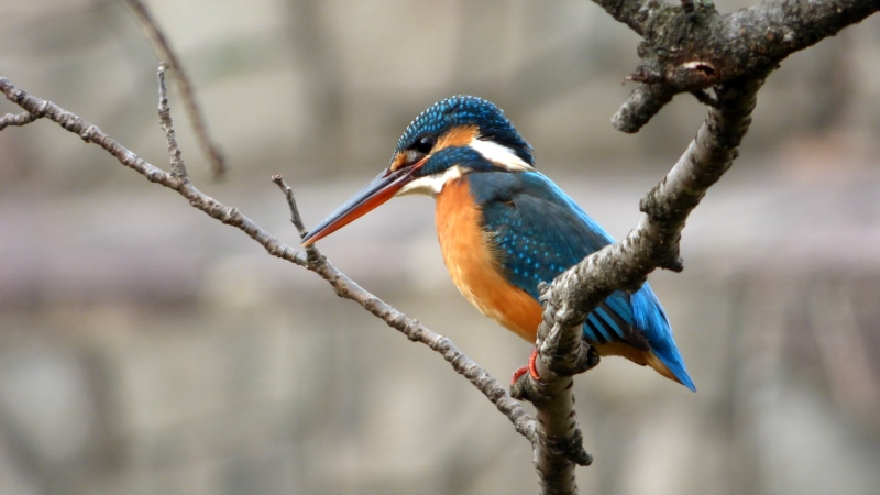 nature, tree branch, Kingfisher, wildlife, bird  river, 4K, wildlife photography, animal, blue bird, japan, winter, bird, branch, photography, beak, female
