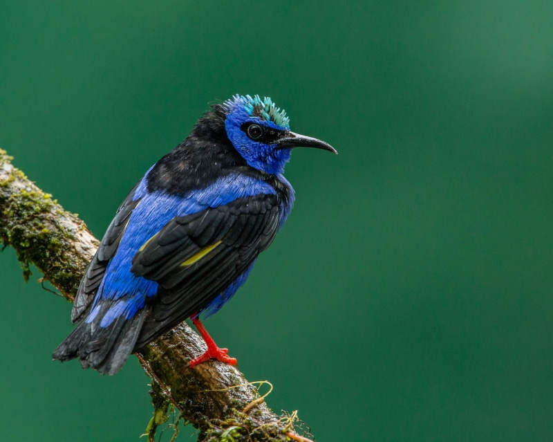 2K, Andy, Lens, Nature, Costa Rica, bird, feather, long, Honeyeater, legged, blue, wildlife, multi Colored, black, Red-legged Honeycreeper, beak, animal