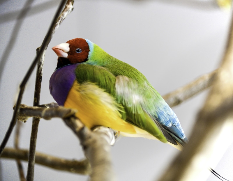 colorful, wildlife, yellow, perching, animal, Finch, blue, feather, multi Colored, beak, close-up, twig, brown, parrot, Rainbow, nature, 5K, bird