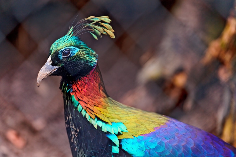 beautiful, red, bird  bird, multi Colored, black, rainbow, blue, switzerland, Colorful, nikon  d700, purple, nature, red, himalayan monal, 4K, zoo  zürich