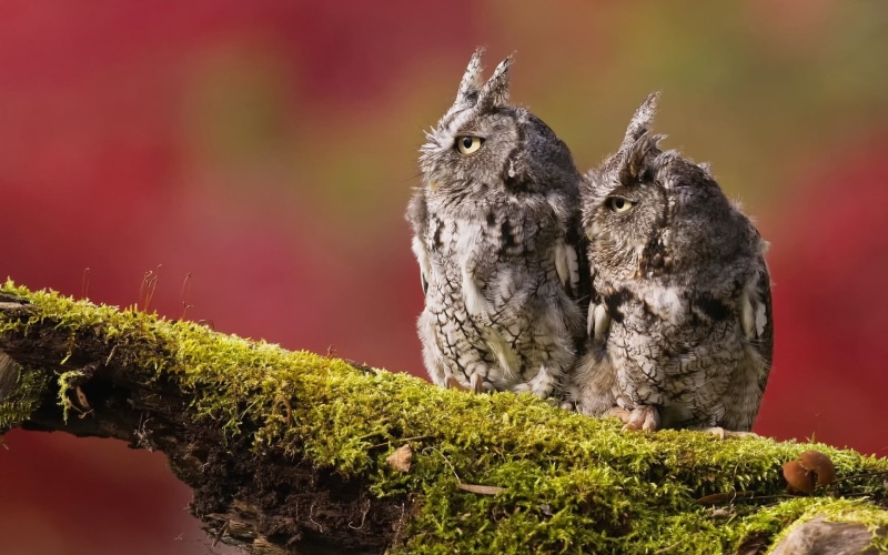 moss, young animal, vertebrate, bird, photography, green color, two animals, owl, close-up, 1080P, animals in the wild, birds, animal family, animal, nature