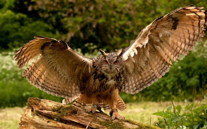 birds, no people, animals, animal, barn, animal wildlife, flying, animal wing, outdoors, hawk - bird, tree, brown, vertebrate, 1080P, animal themes, black