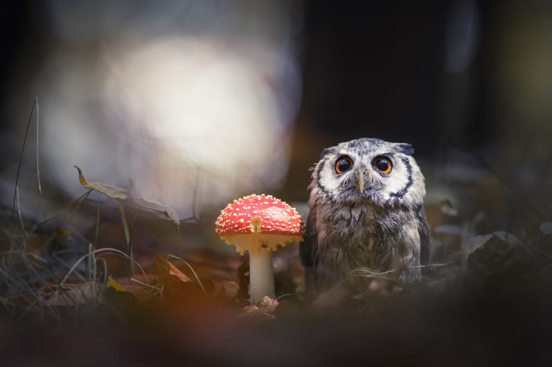 1080P, forest, animals, nature, mushroom, owl, background, gray, bird, black, the dark background