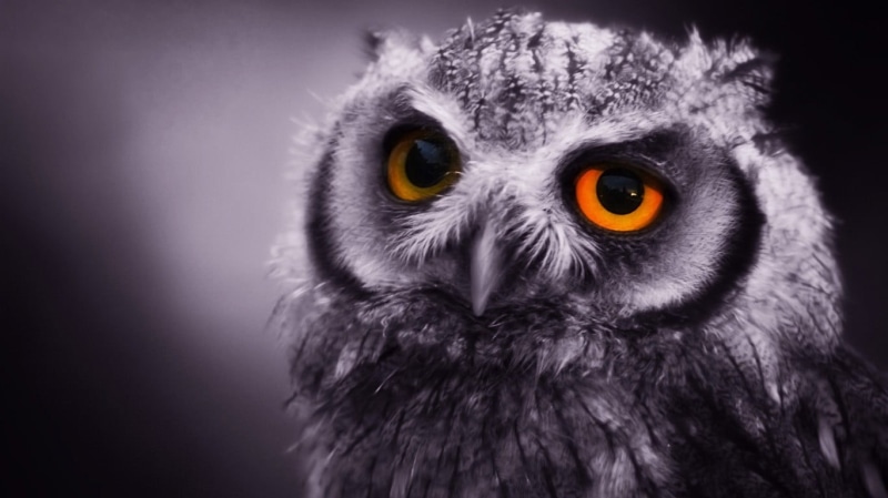 animal eye, animal wildlife, aggression, yellow eyes, animal body part, 720P, gray, no people, bird, looking at camera, birds, vertebrate, eye, one animal