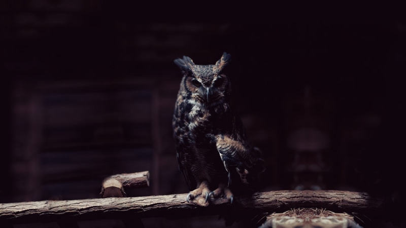 vertebrate, focus on foreground, danger, forest, domestic animals, animal wildlife, one animal, nature, herbivorous, wildlife, wood - material, fur, pets