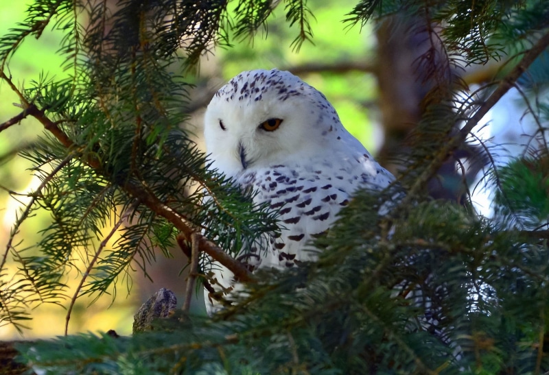 white, animal, tree, animals, 1080P, growth, outdoors, branch, plant, low angle view, vertebrate, focus on foreground, no people, day, black, bird, nature