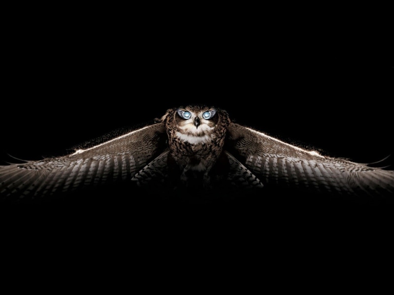 720P, birds, indoors, looking at camera, reptile, animals in the wild, animals, animal wildlife, copy space, owl, animal eye, dark, black background