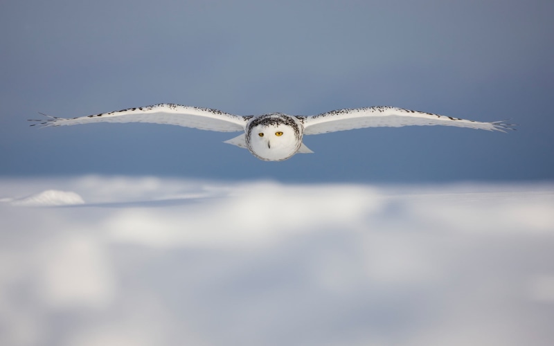 photography, eagle, white color, winter, day, seagull, mid-air, wildlife, no people, vertebrate, animal wildlife, snowy owl, nature, one animal, flying