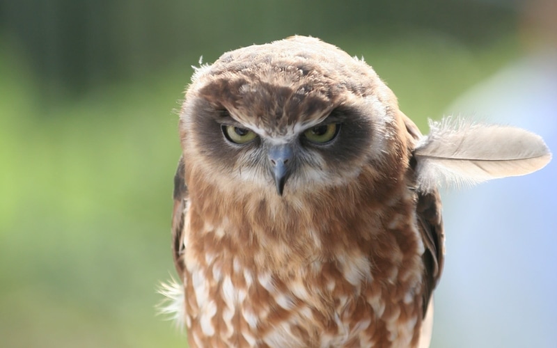 1080P, animal eye, animals, bird of prey, birds, owl, vertebrate, focus on foreground, no people, animal body part, animals in the wild, day, nature, portrait
