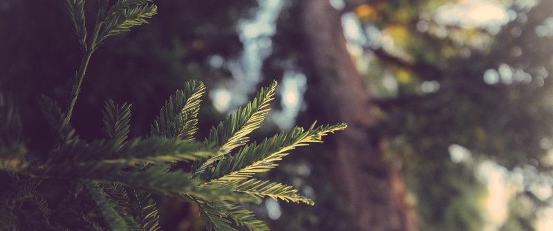 ultrawide landscape nature photography, 2K