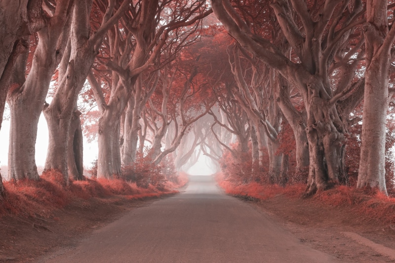 scenics - nature, no people, growth, decor, landscape, land, nature, 1080P, plant, beauty in nature, outdoors, tree, tranquil scene, vanishing point, the way forward