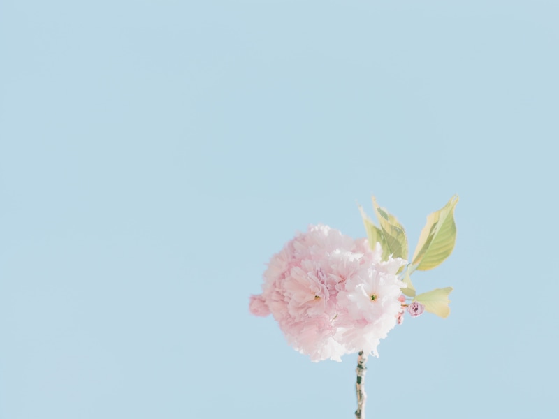 blossom, fragility, bloom, natural, minimalist, beauty in nature, tree, nature, flowering plant, blue background, petal, vulnerability, focus, pink color